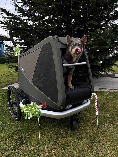 Happy dog in Croozer dog bike trailer with mesh windows - comfortable transport for little dogs