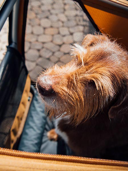 Happy dog looking out of Croozer Dog bike trailer - top view