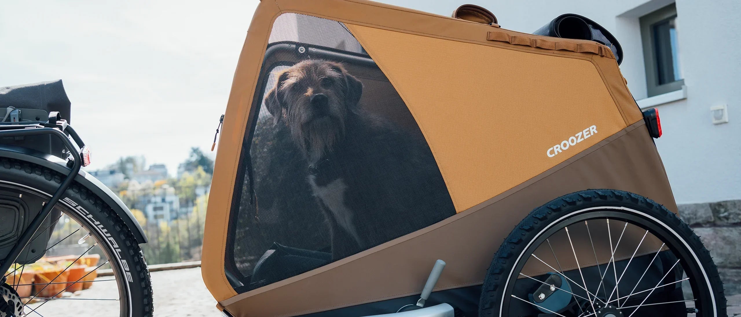 Dog inside Croozer Dog trailer in bike mode, attached to a bicycle.