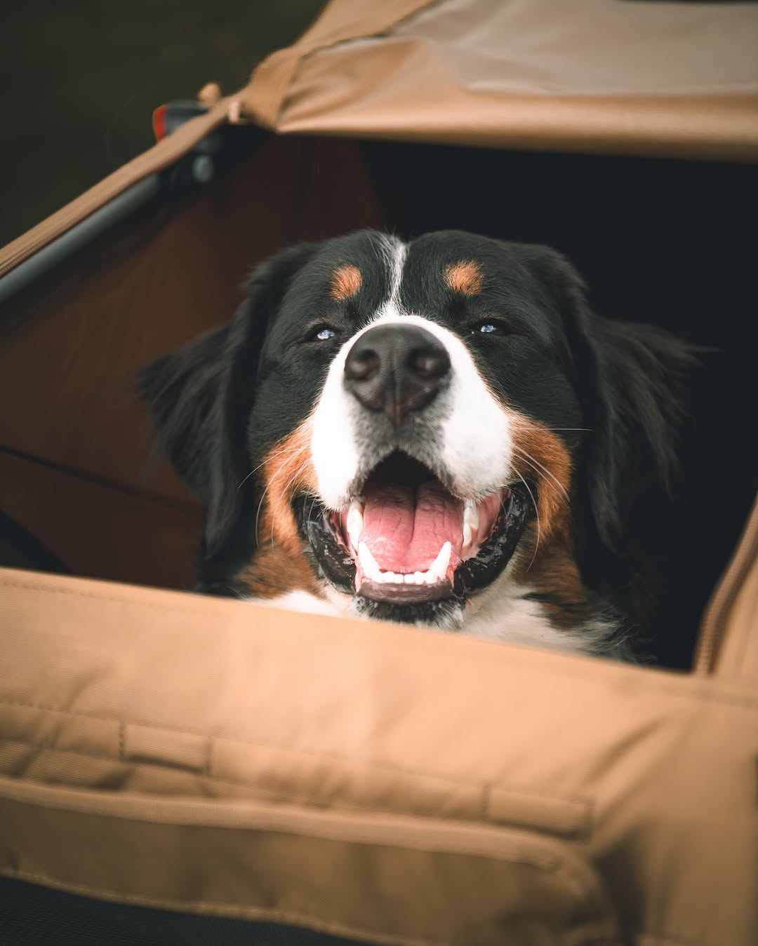 Happy dog enjoying view out of Croozer Dog bike trailer