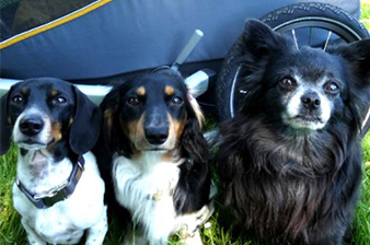 Three happy dogs sitting in front of Croozer dog trailer