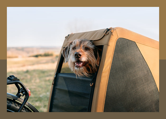 Happy dog enjoying view from window of Croozer Dog bike trailer