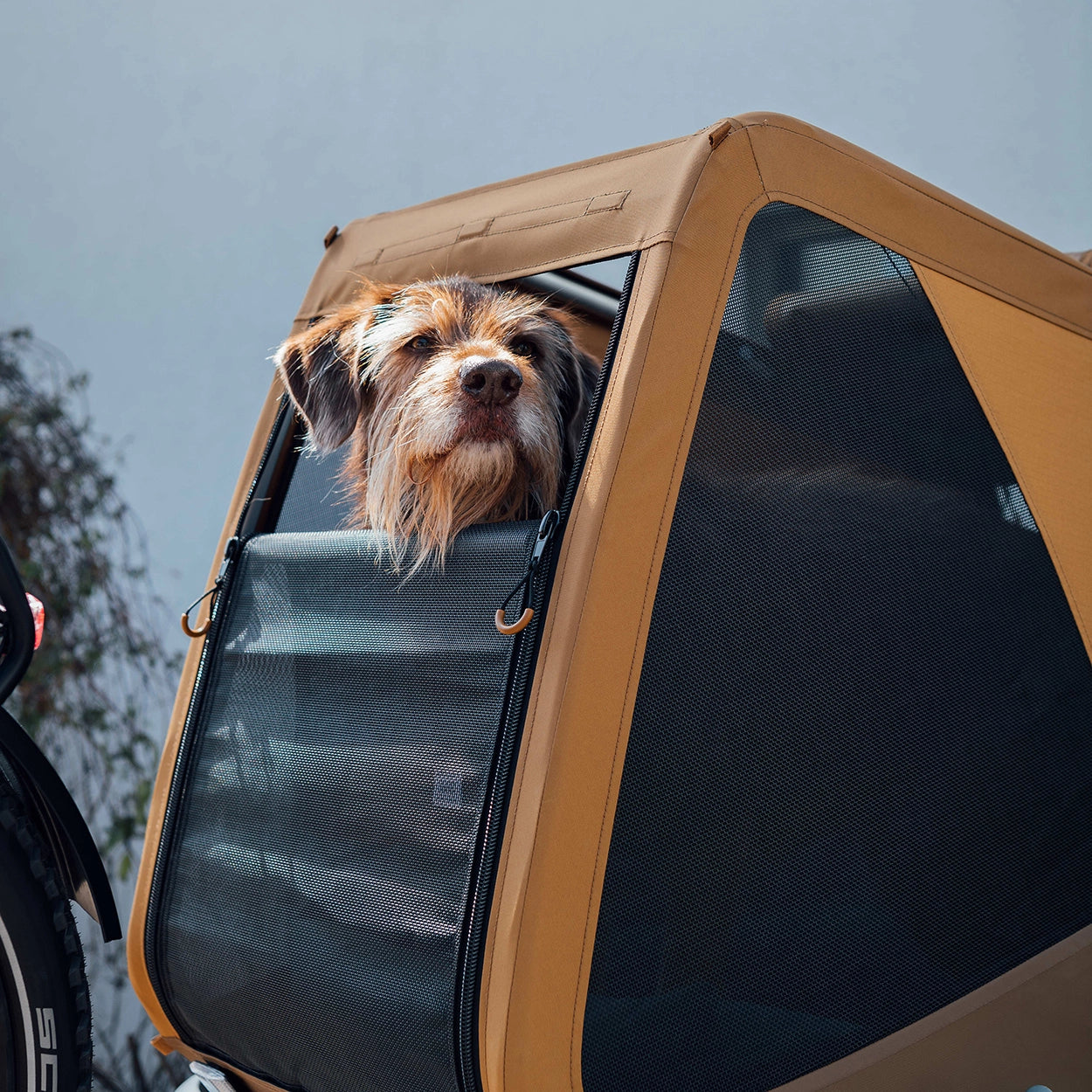 Dog looking out from front of Croozer Dog trailer enjoying the wind