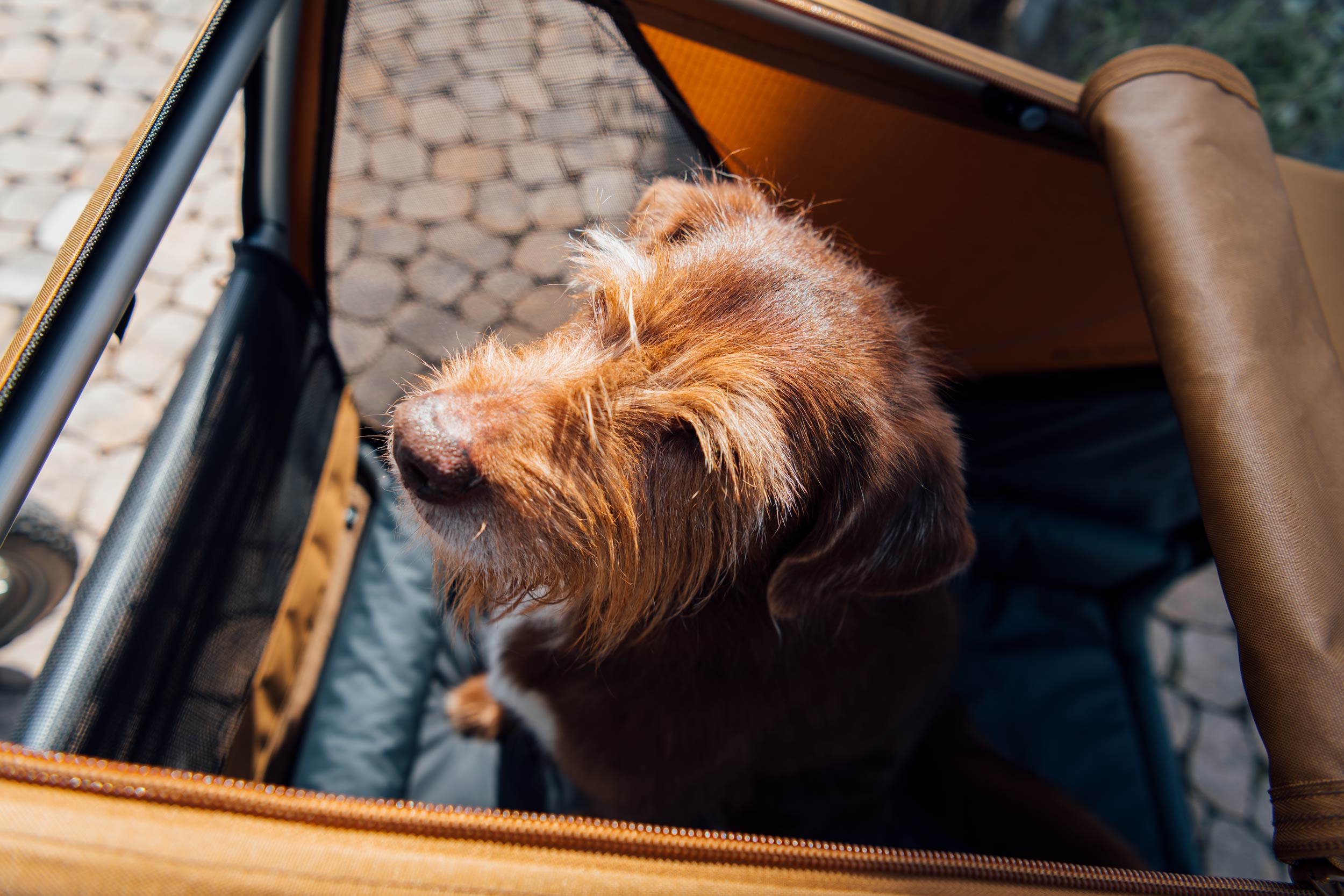 Happy dog looking out of Croozer Dog bike trailer - top view