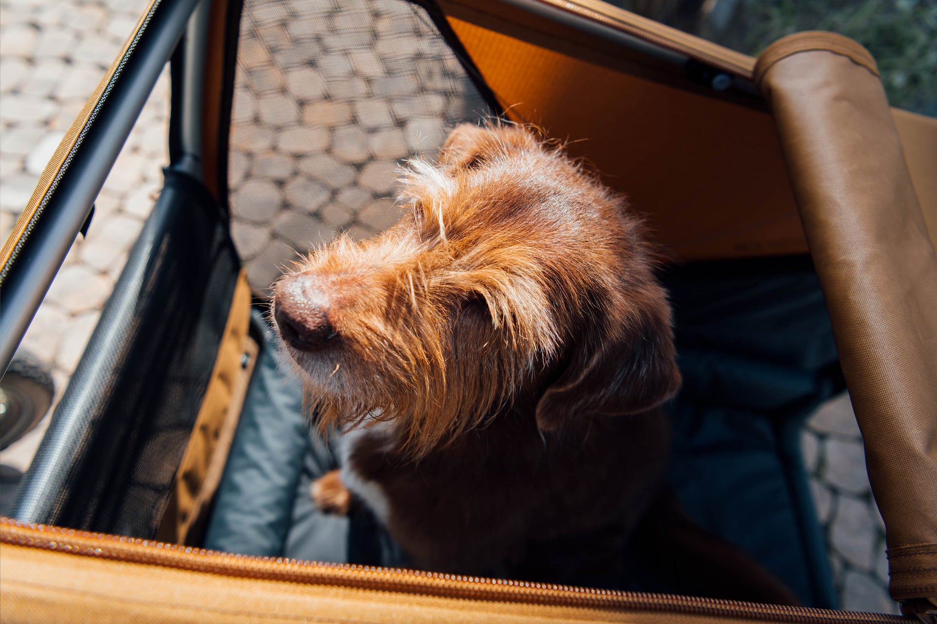 Happy dog looking out of Croozer Dog bike trailer - top view