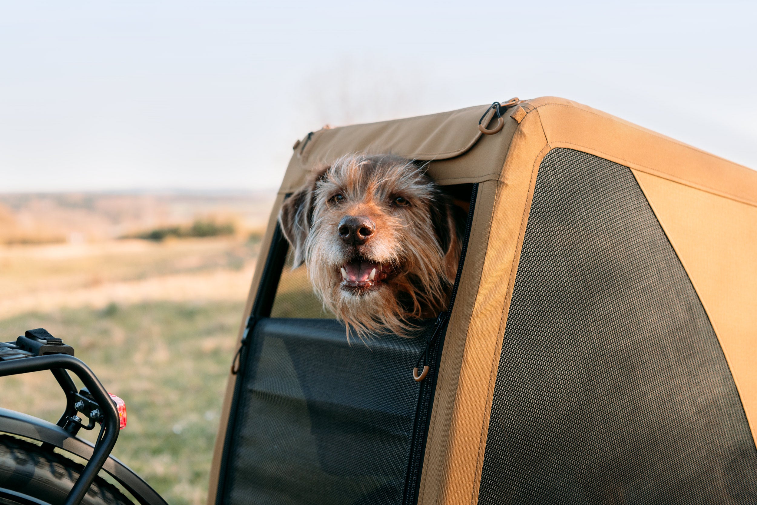 Happy dog enjoying view from Croozer Dog bike trailer