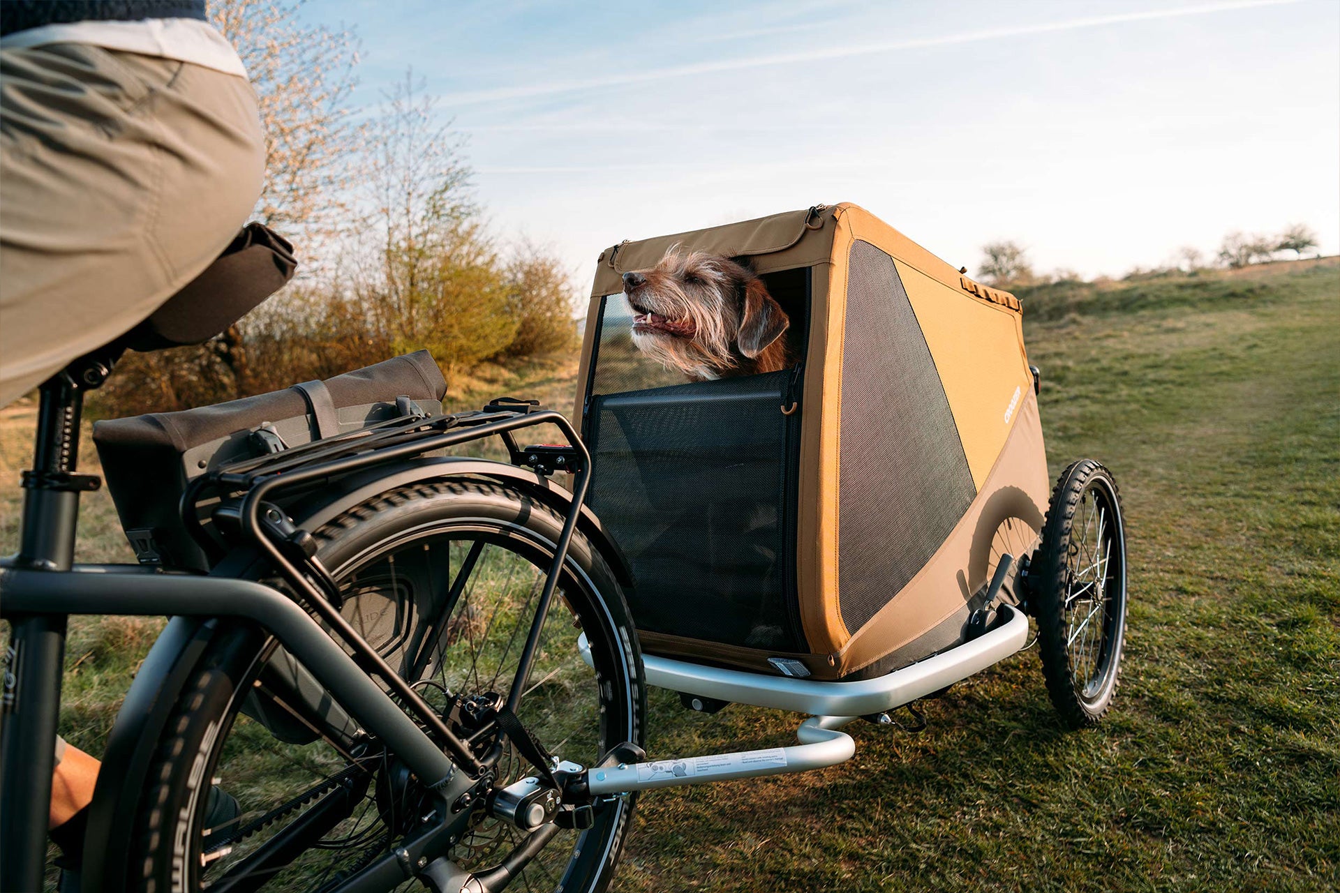 Happy dog enjoying view from Croozer Dog bike trailer