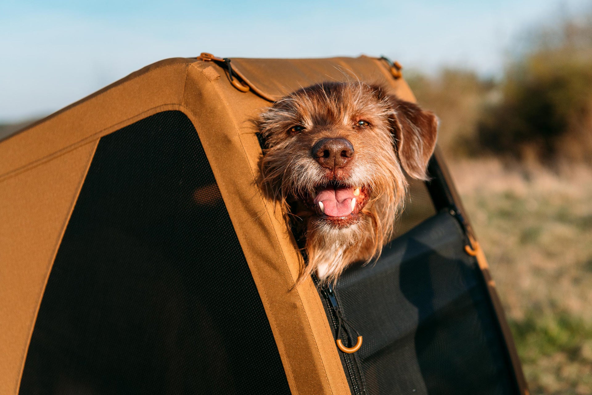 Happy smiling dog enjoying view and sun from Croozer Dog bike trailer