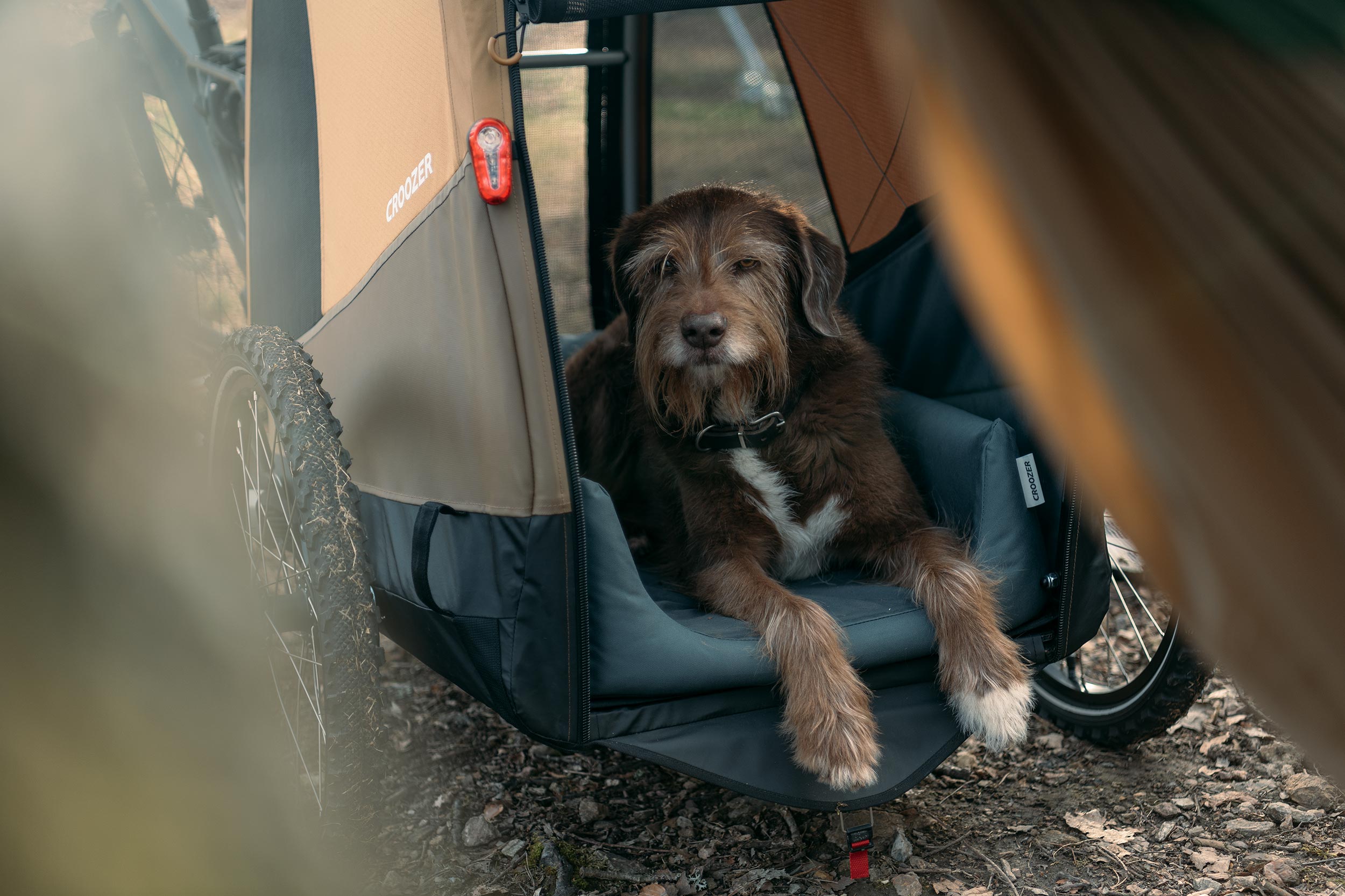 Relaxed dog sitting on Dog Bed inside Croozer Dog trailer