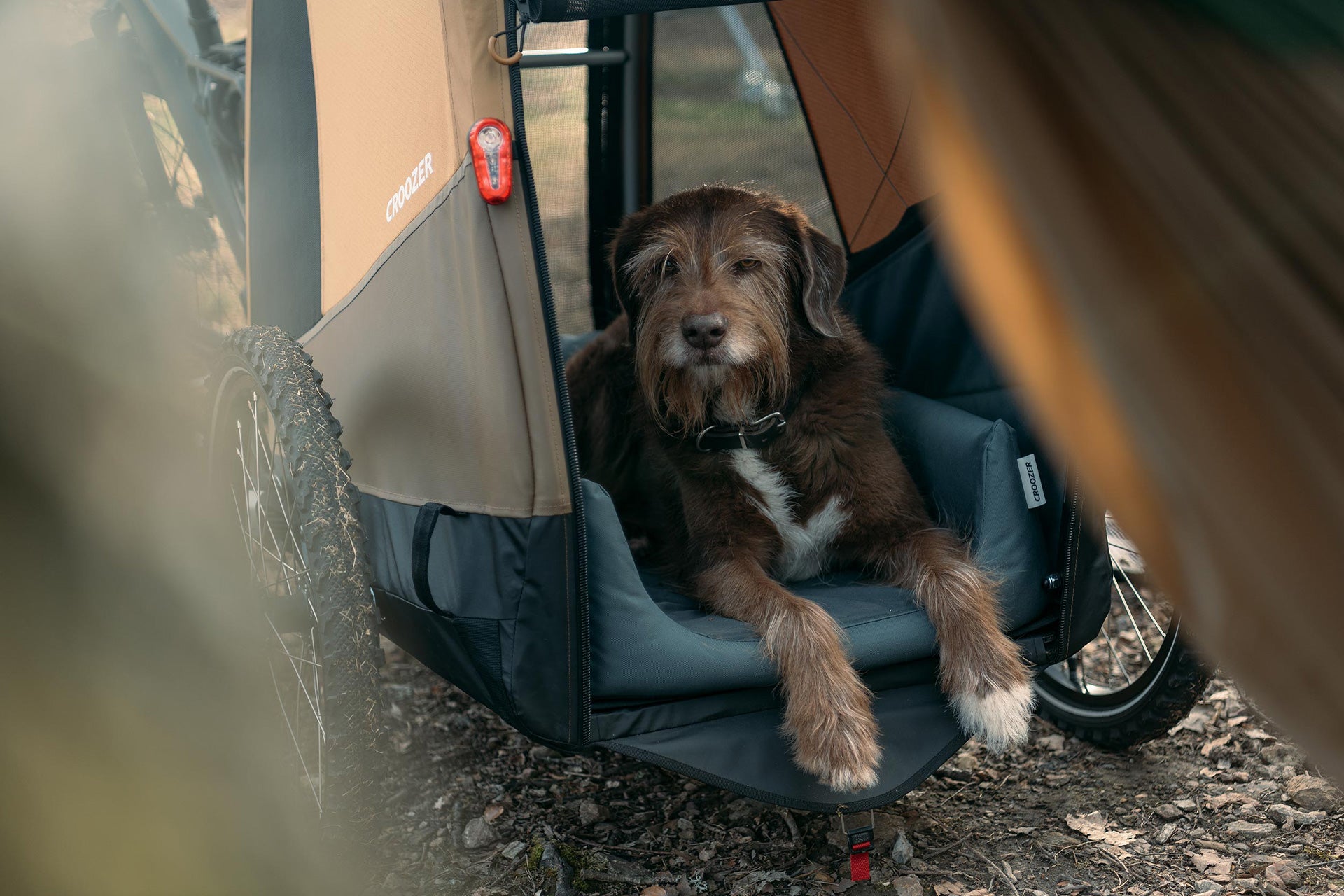 Relaxed dog sitting on Dog Bed inside Croozer Dog trailer