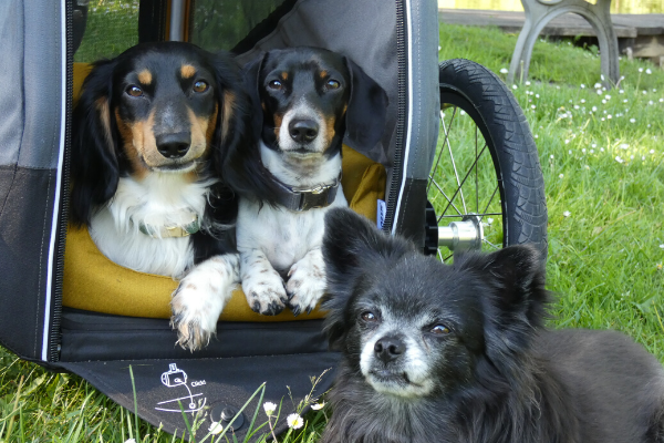 Three happy dogs enjoying their time in and around Croozer Dog bike trailer, two lying on dog bed
