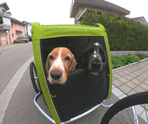 Two happy dogs enjoying view from within Croozer Dog bike trailer