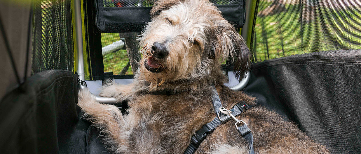 Happy dog smiling in Croozer Dog bike trailer