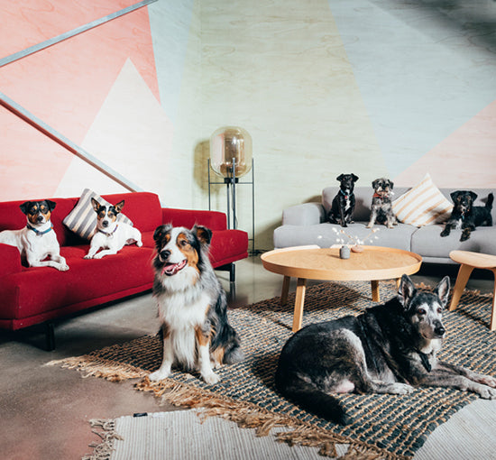 The Croozer dog family in our modern open office in Hürth