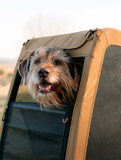 Dog with tongue out looking happy inside Sundown yellow Croozer bike trailer with mesh windows