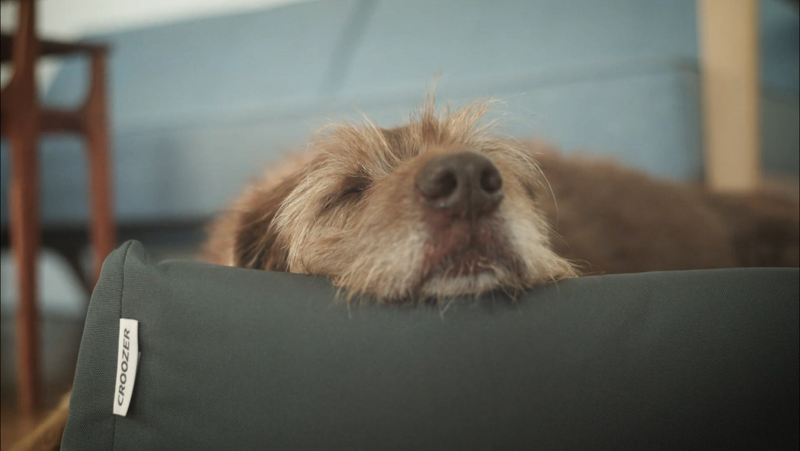 Brown dog with shaggy coat laying comfortably in Croozer dog bed